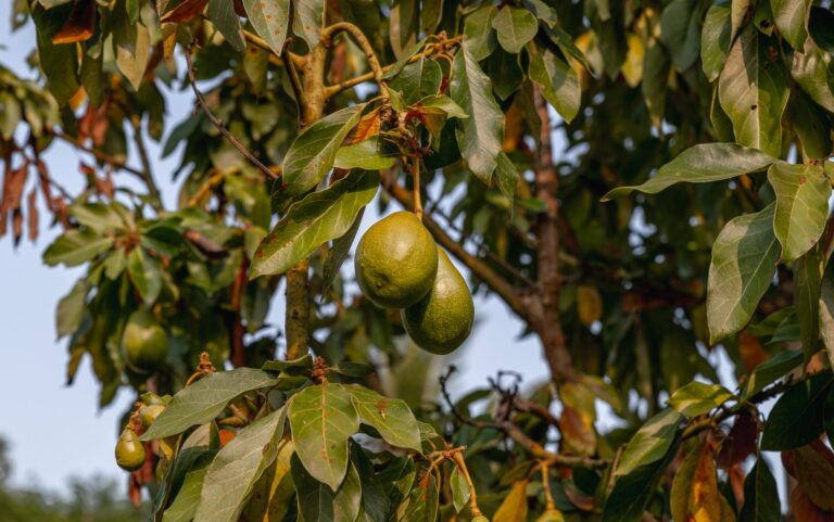 Indian Avocados: The Best Proven Superfood for Your Plate