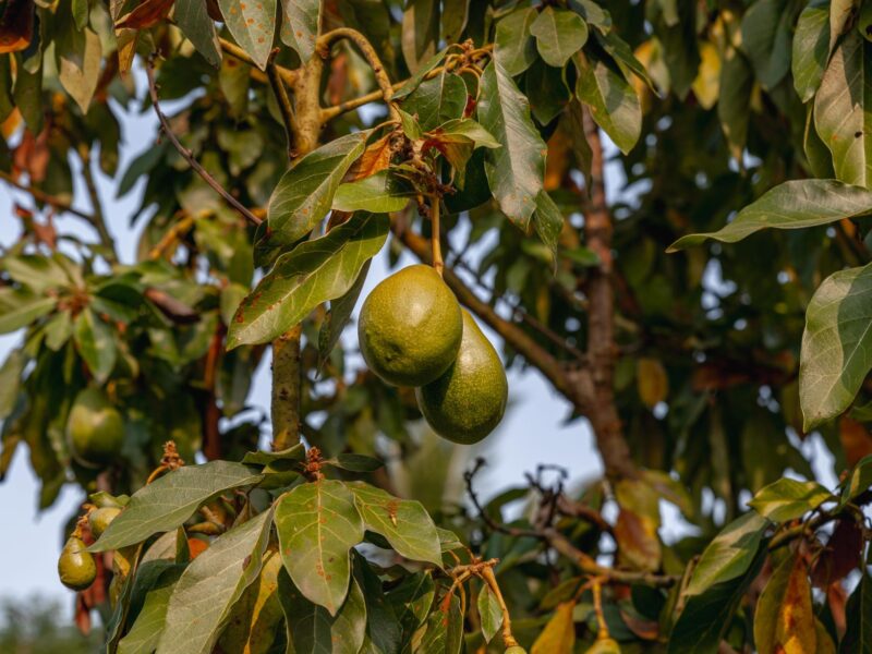 Indian Avocados: The Best Proven Superfood for Your Plate