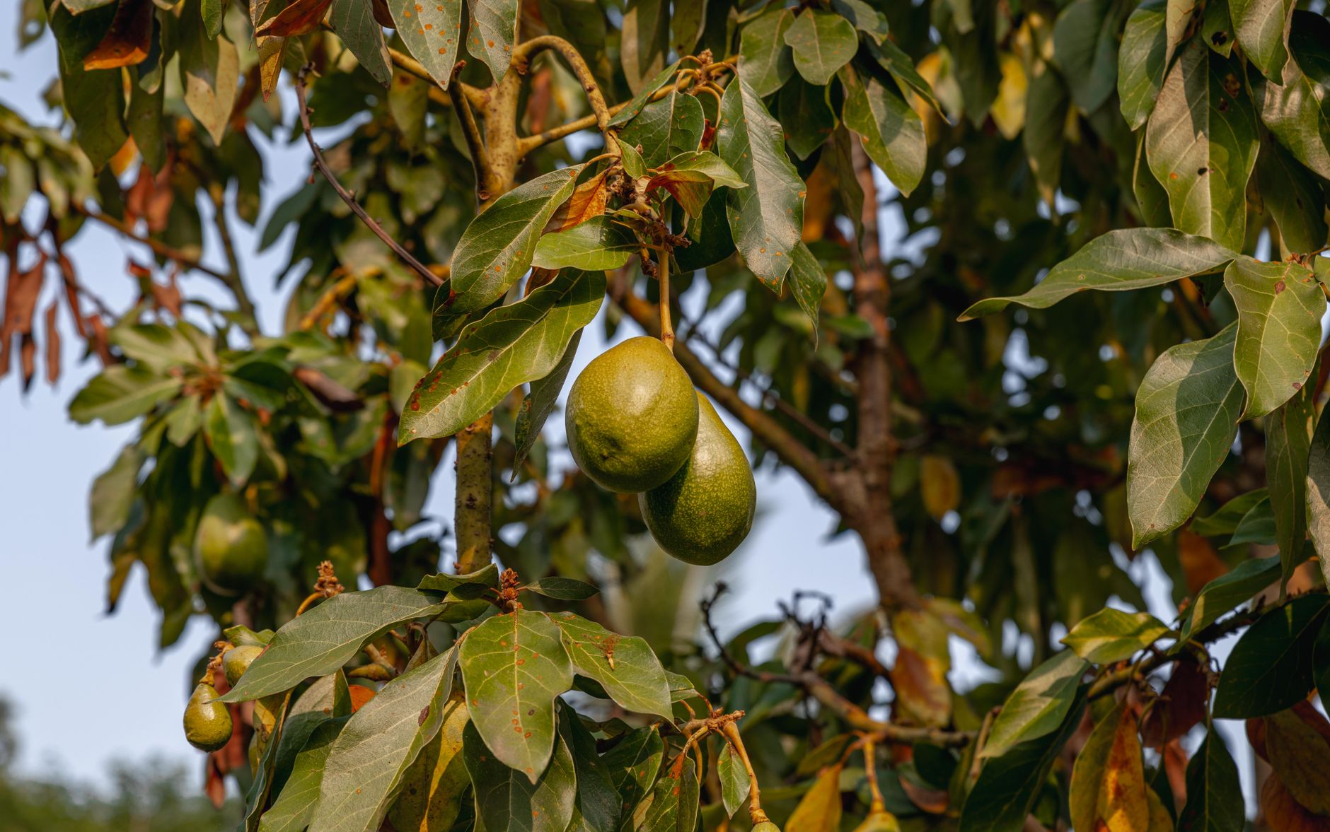Indian Avocados: The Best Proven Superfood for Your Plate